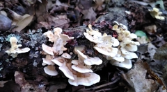 Gloeoporus dichrous