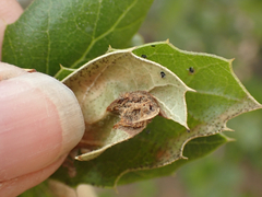 Callirhytis perfoveata