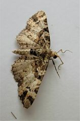 Pasiphila bilineolata