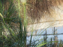 Cortaderia selloana