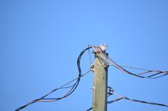 Larus glaucescens × occidentalis