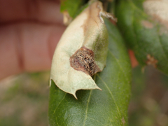 Callirhytis perfoveata