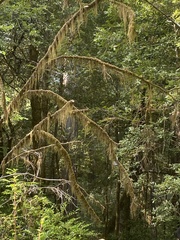 Pseudisothecium stoloniferum