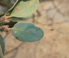 Andricus pedicellatus
