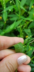 Persicaria hydropiper
