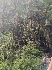 Pseudisothecium stoloniferum