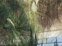 Cortaderia selloana