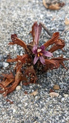 Aphyllon californicum