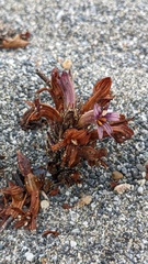 Aphyllon californicum