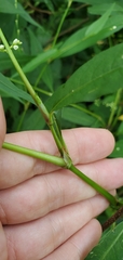 Persicaria hydropiper