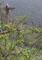 Sephanoides sephaniodes