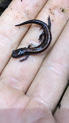 Plethodon elongatus