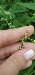 Persicaria hydropiper