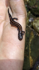 Plethodon elongatus