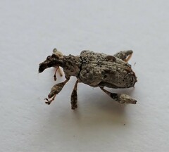 Stephanorhynchus curvipes