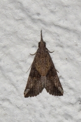 Hypena minualis