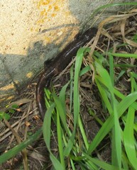 Ambystoma