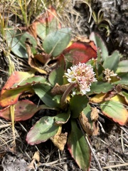 Micranthes rhomboidea