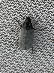 Bothrotes canaliculatus