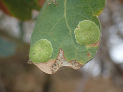 Andricus pattersonae