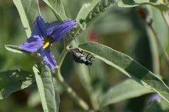 Epicauta maculata-group