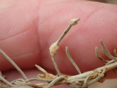 Aceria paracalifornica