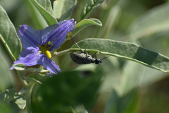 Epicauta maculata-group