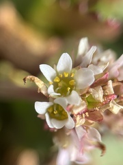 Micranthes rhomboidea