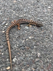 Elgaria multicarinata multicarinata