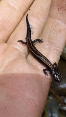Plethodon elongatus