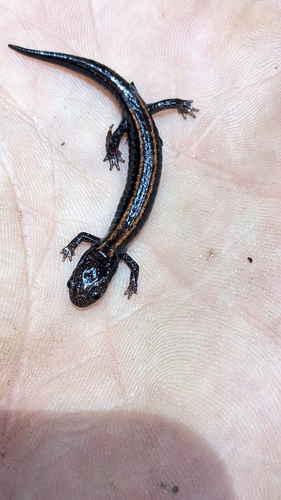Del Norte Salamander, Plethodon elongatus