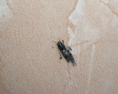 Neotridactylus