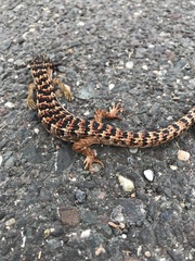 Elgaria multicarinata multicarinata