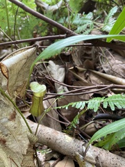 Nepenthes gracilis