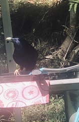 Ptilonorhynchus violaceus