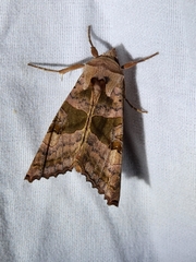 Phlogophora periculosa