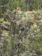 Philemon corniculatus