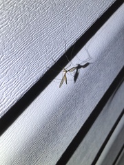 Tipula