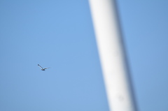Larus brachyrhynchus
