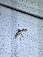 Tipula