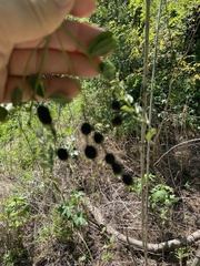 Styphnolobium affine