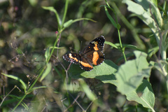Chlosyne lacinia adjutrix