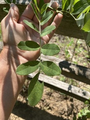 Styphnolobium affine