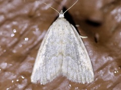 Protodeltote albidula