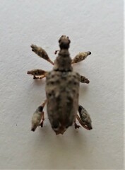 Stephanorhynchus curvipes