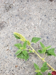 Amaranthus viridis