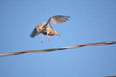 Larus glaucescens × occidentalis