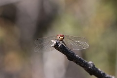 Sympetrum pallipes