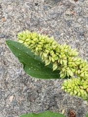Amaranthus viridis