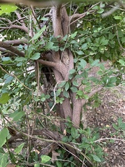 Euonymus fortunei